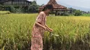Terlihat sarwendah sabit untuk memotong batang padi. Belum lama ini, keluarga Ruben Onsu sedang panen padi. Sarwendah dengan santai memotong padi. Mantan personel Cherrybelle itu cuek meski bisa minta tolong orang lain mengerjakan. (Instagram/ruben_onsu)