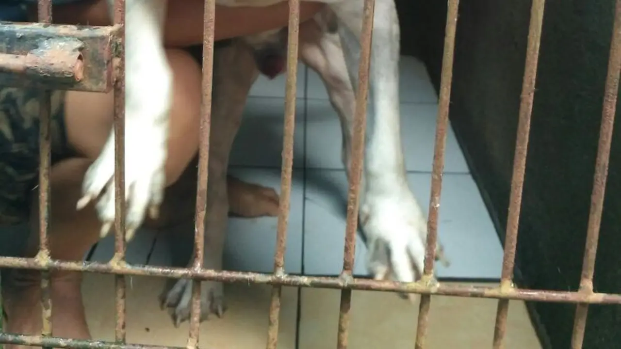 Limo Anjing Makan Garpu