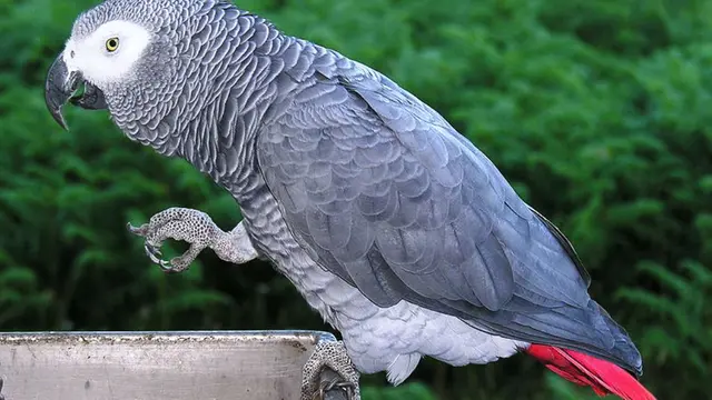 Burung kakaktua abu-abu Afrika