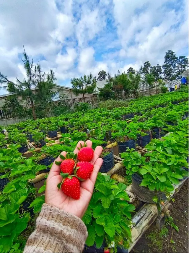 Kebun Strawberry Lembang di Cikahuripan