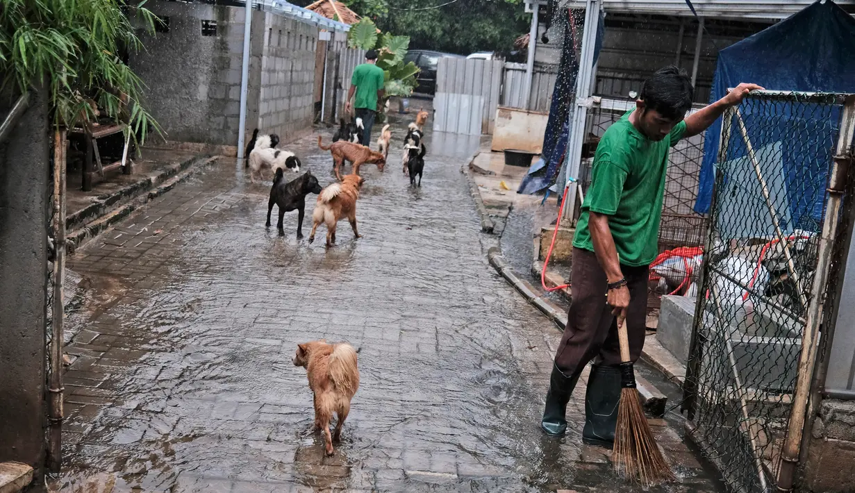 Pekerja membersihkan di jalan masuk yang dibanjiri air setelah hujan lebat di Pejaten Shelter di Jakarta (2/7/2020). Tempat penampungan adalah tempat untuk lebih dari 1.000 anjing, jumlah yang telah tumbuh seiring dengan kesulitan ekonomi disebabkan oleh pandemi coronavirus. (AP Photo/Dita Alangkara