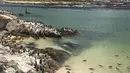 Sekumpulan habitat penguin yang hidup di pantai Stony Point, dekat Cape Town, Afrika Selatan (8/12). Sebanyak 223 anak penguin yang telah direhabilitasi oleh Yayasan SANCCOB dilepas ke alam bebas untuk hidup kembali ke habitatnya. (Reuters/Addison Hill)