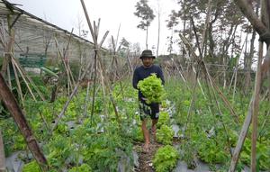 Kebun di Dukuh Pasah, Desa Senden, Kecamatan Selo, Boyolali.