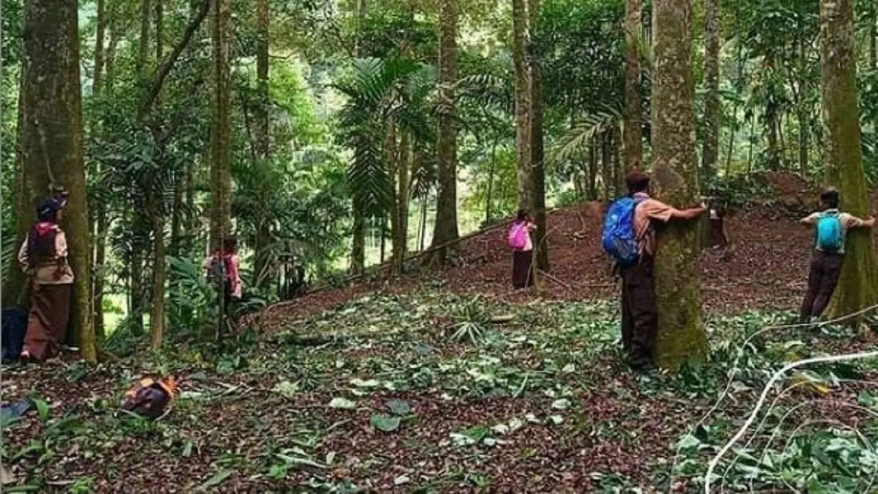 Peluk Pohon