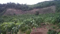 Sejumlah kawasan Taman Nasional Kerinci Seblat (TNKS) di Provinsi Jambi amat rawan akan aksi perambahan untuk dijadikan kawasan perkebunan, salah satunya adalah kopi. (Liputan6.com/B Santoso)