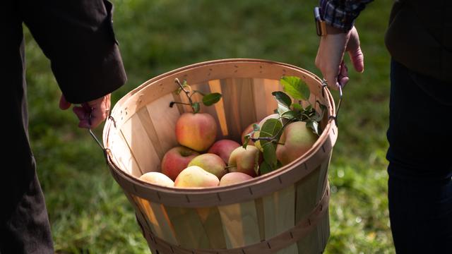 Terimbas Pandemi Covid-19, Travel Agent Garap Usaha Kebun Buah dan Sayur