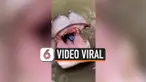 kuda nil thumbnail