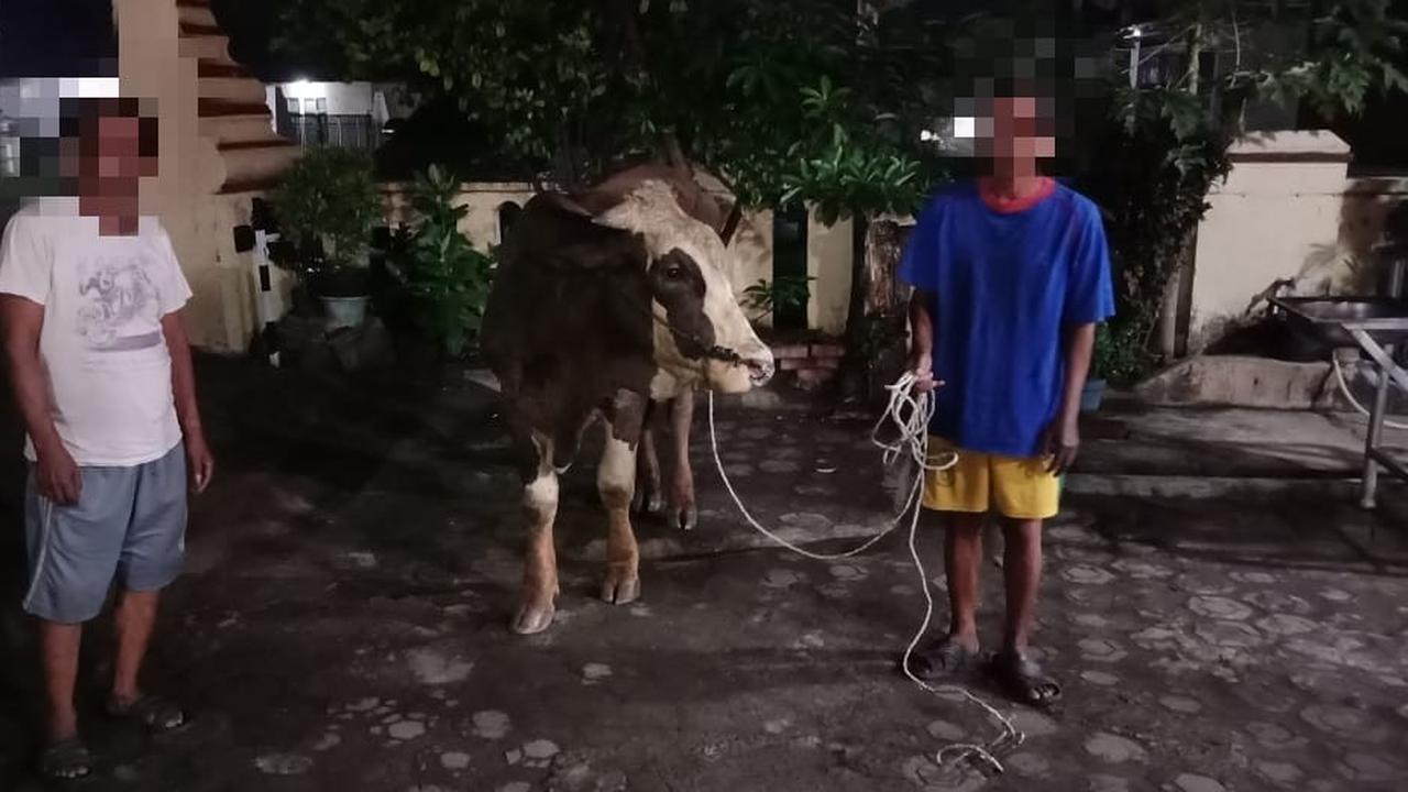 Pelaku Pencurian Sapi Limosin. (Dokumentasi Polsek Cipocok).
