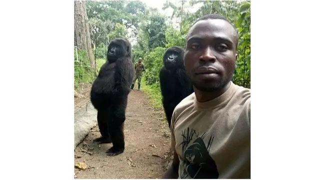 Sekelompok Gorila Ikut Selfie Bareng Penjaga Hutan Ini Bikin Heboh