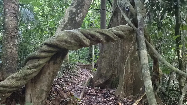 Area Gunung Tambuyukon terletak di area Taman Kinabalu. Gunung ini memiliki ketinggian 2.579 mdpl. (Dok: Gunung Bagging https://www.gunungbagging.com/tambuyukon/nggallery/page/1)