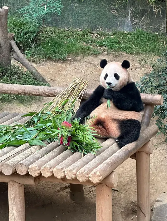 Fu Bao lahir pada tahun 2020 melalui perkawinan alami pasangan panda raksasa, Le Bao dan Ai Bao. Dia memiliki tempat khusus di hati banyak orang. Fubaoharta karun yang membawa kebahagiaan. (Foto: Instagram/ boakwon)