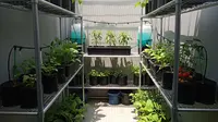 9 Ide Kebun Sayur di Rak Besi Susun untuk Lahan Terbatas, Solusi Inovatif