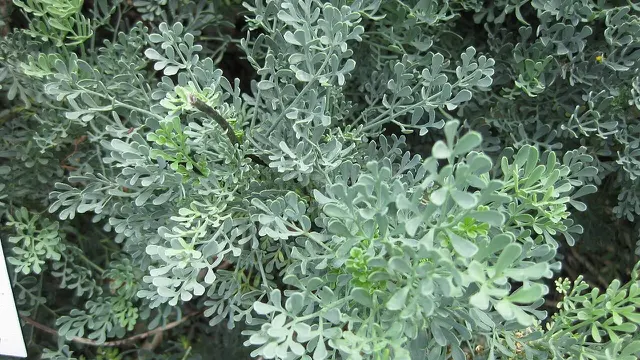 Common Rue