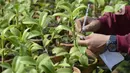 Pembeli memilih anggrek jenis dendrobium di tempat pembibitan budi daya anggrek, Pocis, Kecamatan Setu, Tangerang Selatan, Banten, Senin (31/8/2020). Anggrek dendrobium pesanan pembeli akan dikirim ke berbagai daerah, kebanyakan pemesan dari Kalimantan dan Sulawesi. (merdeka.com/Dwi Narwoko)