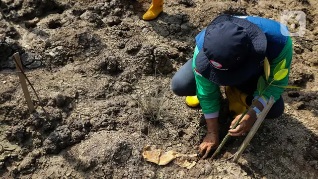 Dukung Program Indonesia Nett Zero Emission, PT Kilang Pertamina Internasional Project Sumatera Tanam dan Rawat Hutan Mangrove