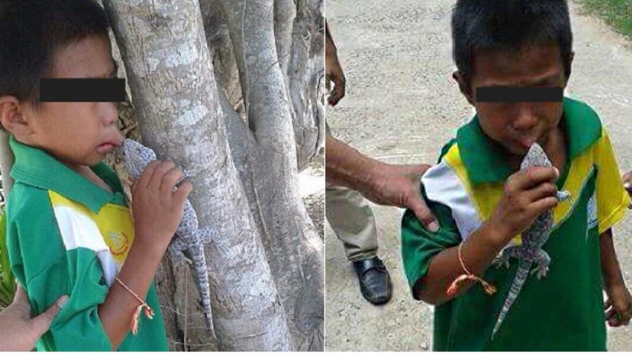 tokek, tokek raksasa