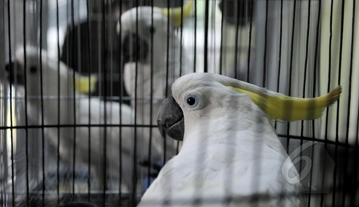 7 burung kakaktua jambul kuning dan satu burung kakatua raja berwarna hitam diserahkan ke Balai Konservasi Sumber Daya Alam (BKSDA), Jakarta, Senin (11/5/2015). Setelah burung diterima BKSDA, selanjutnya akan diserahkan ke TMII (Liputan6.com/Johan Tallo)