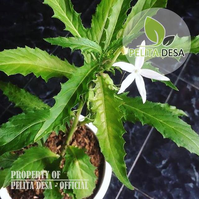 Daftar Harga Daun Kitolod Bulan April 2021 Terbaru