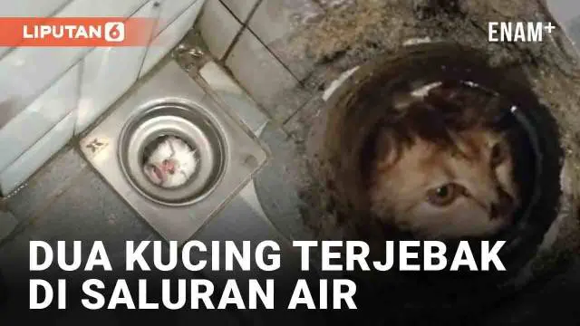 Insiden kucing terjebak kembali terjadi. Awalnya seekor kucing putih terekam mengeong dari balik lubang saluran air kamar mandi. Ia tak bisa keluar lantaran lubang tak cukup untuk dilewati kepalanya. Tuan rumah baru menyadari ada satu ekor kucing ora...