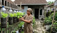 9 Trik Menanam Selada di Botol Air Mineral agar Daunnya Renyah dan Lebat