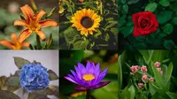 Pilih Bunga yang Paling Kamu Suka untuk Ungkap Kepribadian Unikmu (Saumber: Unsplash)
