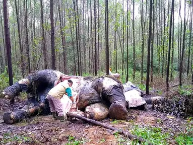 Kondisi gajah Sumatera yang ditemukan mati tanpa kepala dan gading di sebuah hutan di Bengkalis, Riau (20/11/2019). Gajah tersebut diyakini menjadi korban perburuan liar. (Indonesian Natural Resourches Co/AFP)