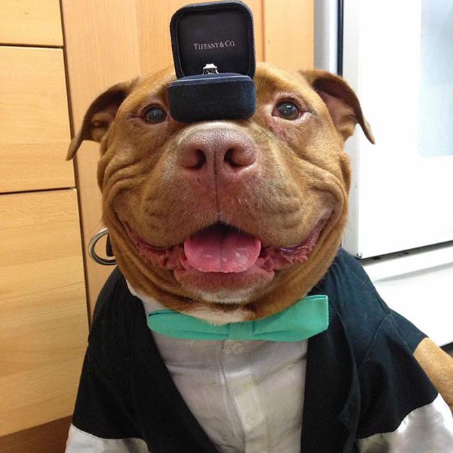 Meaty, si anjing pitbull yang selalu senyum manis | Photo: Copyright boredpanda.com