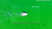 Penampakan ratusan hiu di lepas pantai Florida di Destin ini benar-benar mengerikan. Kawanan predator.itu terlihat sangat jelas.