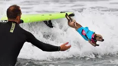 Seekor anjing melompat dari papan seluncurnya saat kompetisi tahunan City Surf Dog di Huntington Beach, California, Sabtu (29/9). Para anjing peserta yang dipandu pemilik mereka diberi kesempatan menunjukkan kebolehan berselancar. (AFP/Frederic J. BROWN)