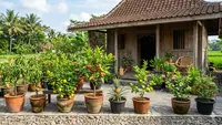 9 Ide Kebun Buah Minimalis Depan Rumah Kecil, Panen Segar di Lahan Terbatas
