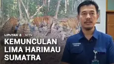 Di tengah karhutla yang terdampak bukan hanya manusia, tetapi juga hewan di dalam hutan. Di Taman Nasional Way Kambas, harimau sumatra kini kesulitan mendapatkan air. Kamera menangkap momen ketika lima ekor harimau sumatra tengah meminum air di penam...