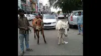 Sedan Skoda Octavia selalu mogok, pemilik tarik dengan keledai keliling kota.