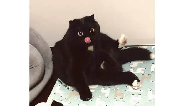 Lain Dari Biasanya, Kucing Ini Miliki Dua Warna Mata yang Berbeda
