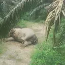 Gajah Sumatra Ditemukan Mati di Kebun Sawit Aceh Tamiang