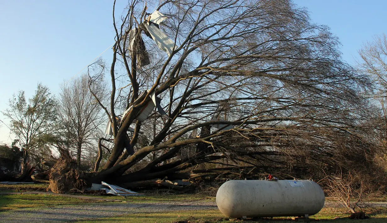 Sebuah pohon tumbang akibat tornado yang menghatam Clarksdale, Mississipi, Kamis (24/12). Badai tornado menerjang wilayah Amerika Serikat bagian selatan dan menewaskan 11 orang.  (REUTERS/ Justin A. Shaw)