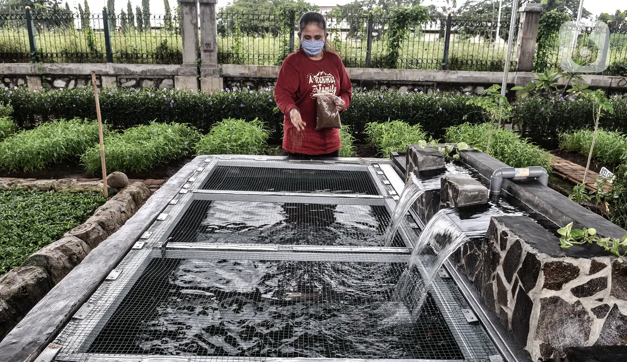 Warga memberi pakan kepada ikan di kolam buatan di kolong flyover Cipinang, Jakarta, Senin (1/2/2021). Atas inisiasi PPSU Kelurahan Cipinang dibantu warga setempat, lahan kosong di bawah flyover tersebut disulap menjadi ruang terbuka hijau dan area interaksi warga. (merdeka.com/Iqbal S. Nugroho)