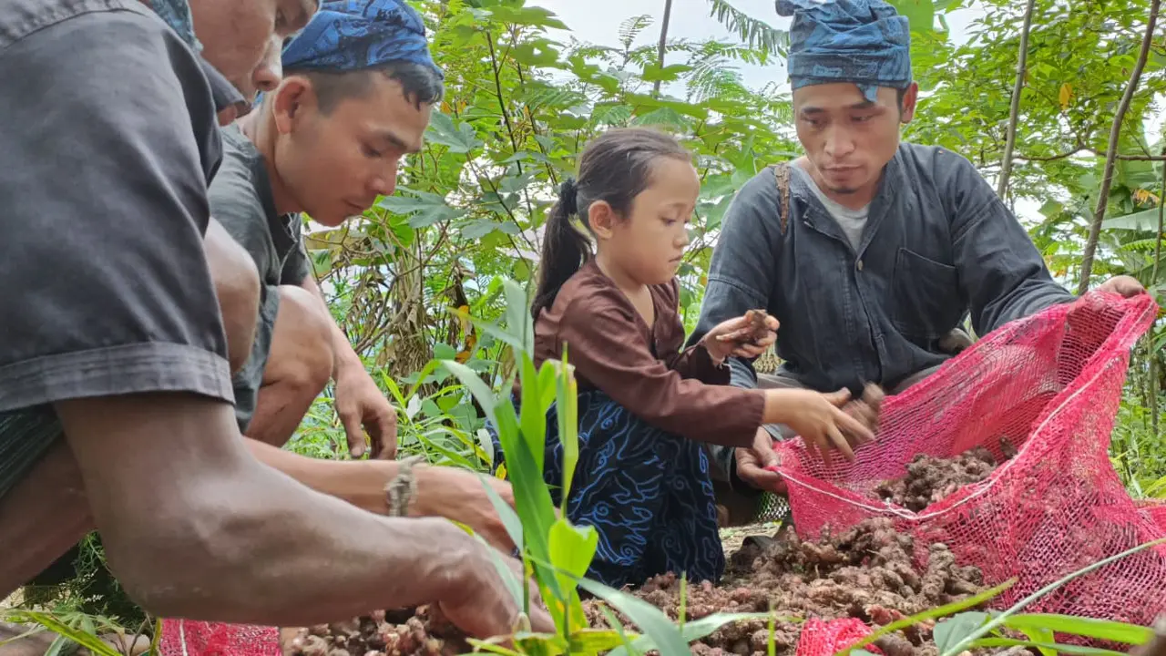 Panen Kedua, Petani Baduy Binaan YDBA Hasilkan 32,5 Ton Jahe Merah
