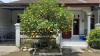 11 Pohon Buah yang Bisa Dipanen Puluhan Tahun Tanpa Ditebang, Investasi Hijau yang Menguntungkan