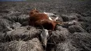 Bangkai sapi terlihat di Danau Aculeo Lagoon yang mengering, Paine, Chile, Jumat (23/8/2019). Para pejabat di Chile mengatakan Ibu Kota dan pinggirannya menderita kekeringan terburuk dalam beberapa tahun terakhir. (AP Photo/Esteban Felix)