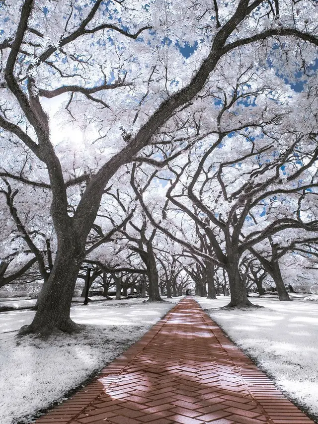 Hasil Foto Unik Infrared Photography (sumber: Instagaram/@earthfervor)