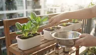 Cara Menanam Pakcoy di Wadah Bekas Es Krim, 10 Langkah Praktis Berkebun Skala Rumah