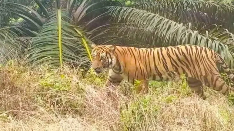 Harimau sumatra yang pernah terekam warga saat melintas di perkebunan.