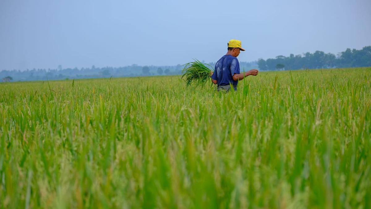 Sumber Daya Alam Melimpah, Target Swasembada Indonesia Bukan Lagi Mimpi