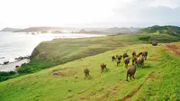 Bukit Merese, Lombok, NTB. (Sumber Foto: The Langkah Travel)