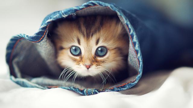Video Kucing Ternyata Bisa Buat Anda Lebih Produktif - Health Liputan6.com