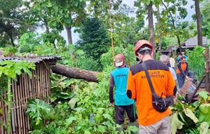 Pohon tumbang di sejumlah wilayah Gunungkidul akibat hujan deras yang terjadi pada Kamis 1 Januari 2026. (Foto: BPBD Gunungkidul).