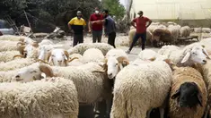 Sejumlah orang terlihat di sebuah kios penjualan domba kurban menjelang Hari Raya Idul Adha di Aljir, Aljazair, Minggu (12/7/2020). (Xinhua)