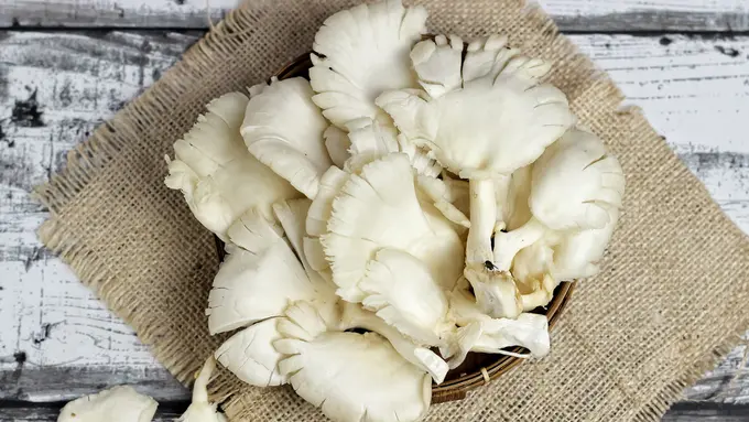 jamur tiram