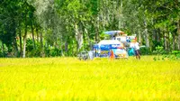 Produktivitas panen padi kedua petani di area sawah Desa Kedung Rawa Sidoarjo naik signifikan dibanding sebelumnya. (Dok. PT Wilmar Padi Indonesia)