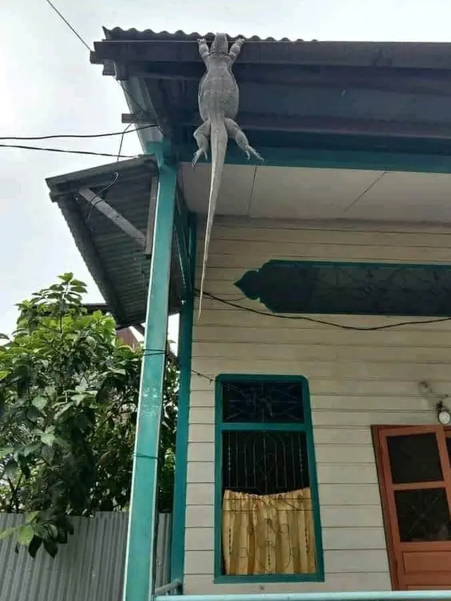 6 Potret Hewan Naik ke Atap Rumah Ini Bikin Gagal Paham, Nyeleneh